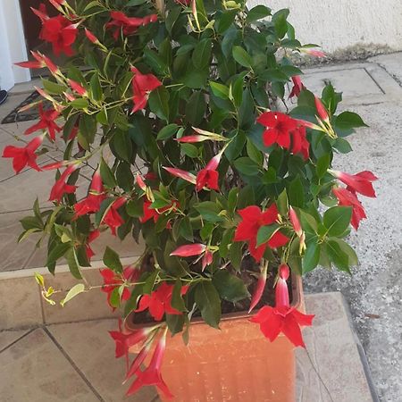 Vila Druzijanic بريست المظهر الخارجي الصورة