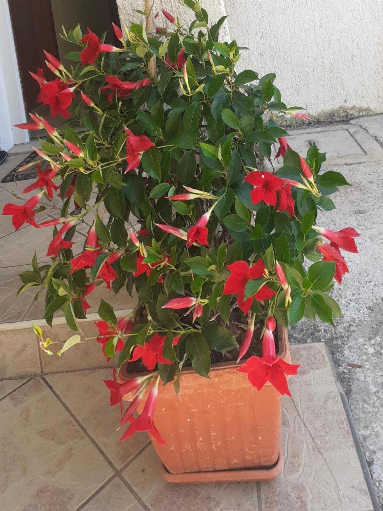 Vila Druzijanic بريست المظهر الخارجي الصورة